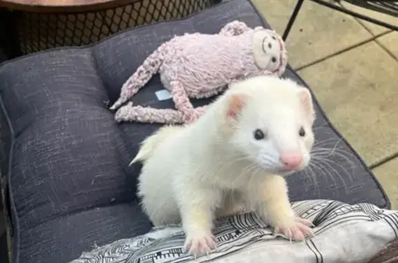 Lost White Ferret: Francis in...