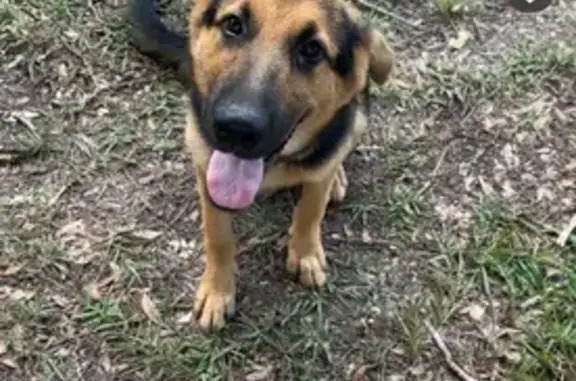Help Find Manny: Lost Puppy in SC