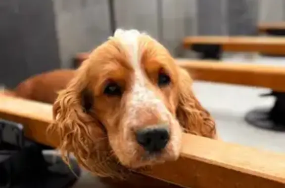 Chien perdu : Cocker camel à Corseul - photo