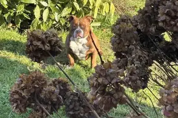 Chien bully marron perdu à Dompierre - photo