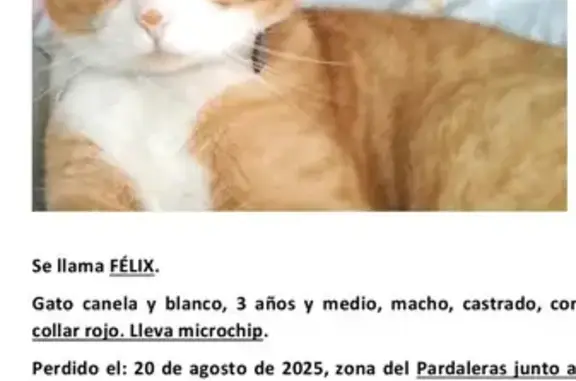 Gatos perdidos, Badajoz, foto: Gato Perdido: Calena, Atigrado y Blanco