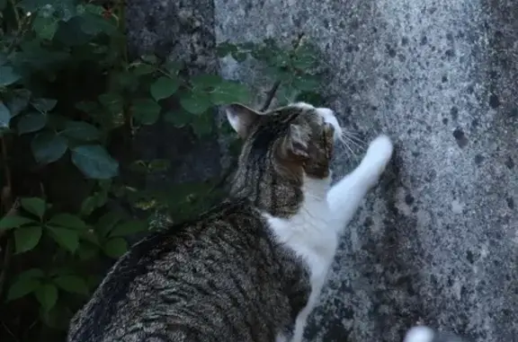 Chat perdu, Nancy, photo: Chat perdue, tigrée Rue de Paris, Nancy