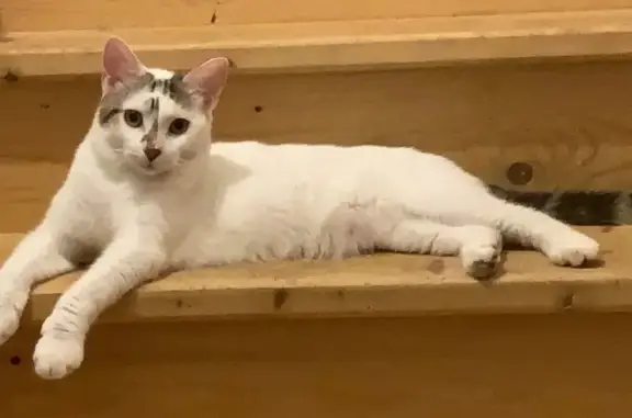 Animaux perdus Annonay, photo: Chat blanc perdu, très craintif, Annonay