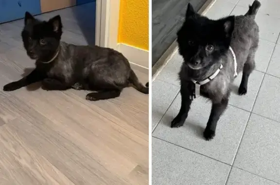 Perro Perdido: Ayuda a Encontrar a Joss