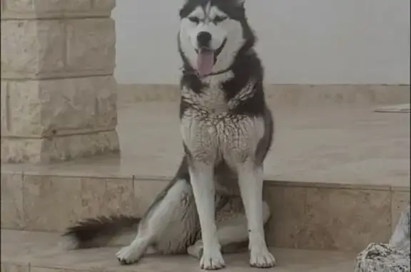 Chienne Mona perdue à Gignac-la-Nerthe - photo