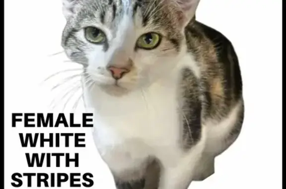 Lost and found pets Brookeville, photo: Lost Cat: Sweet, Striped, Green-Eyed