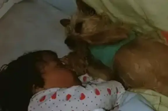 Perra Marrón Embarazada Perdida en Humanes