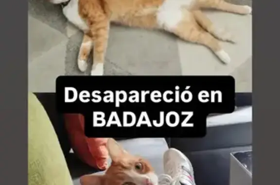 Gatos perdidos, Badajoz, foto: Buscamos a Canela: Gata Atigrada Perdida