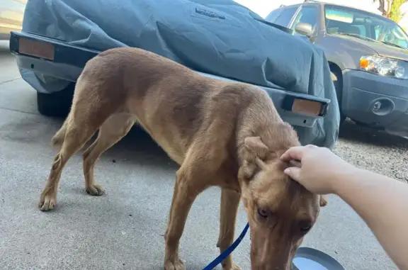 Lost and found pets Peoria, photo: Found: Skittish German Shepherd in Peoria