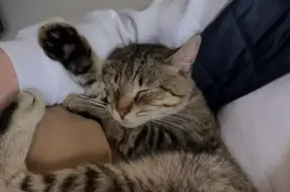 Chat tigré perdu, voile œil droit, Auchel - photo