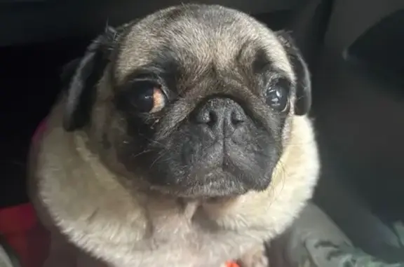 Chienne trouvée avec puce espagnole - photo