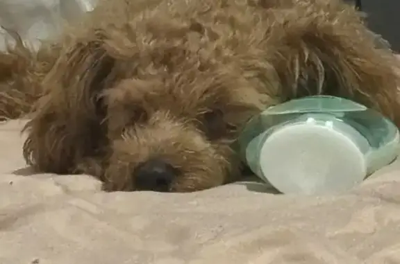 Lost Toy Poodle: Brown & White in Cleveland