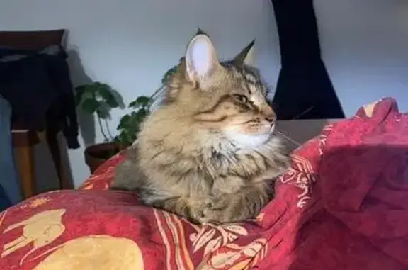 Chat perdu : mi-long marron, yeux verts - photo