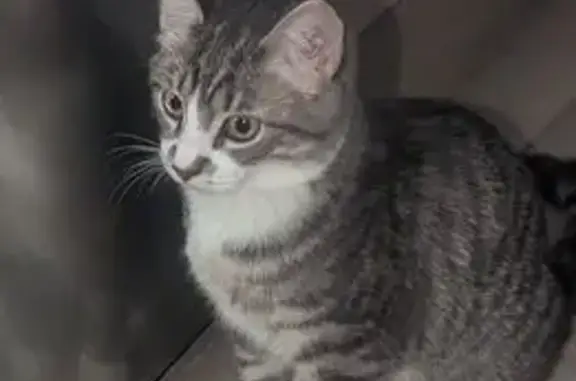 Chat perdue, museau gris, pattes noires - photo