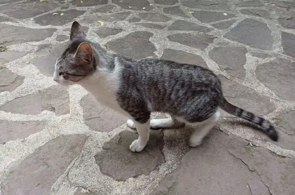 Animaux trouvés Villeparisis, photo: Chat mâle tigré trouvé à Villeparisis