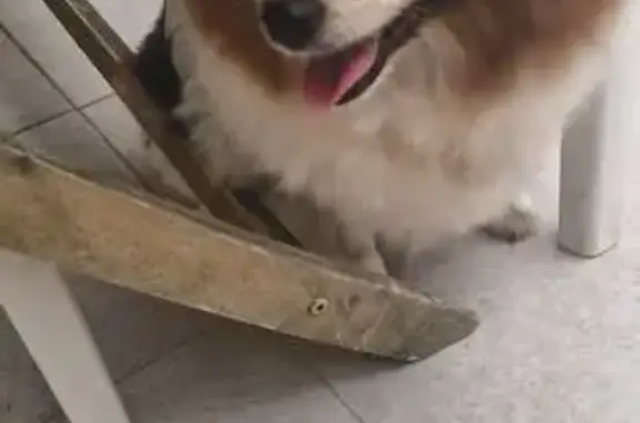 Chien trouvé , photo: Chien marron et blanc trouvé à Uzès