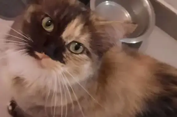 Chat perdu, Donzère, photo: Chatte tricolore perdue à Donzère