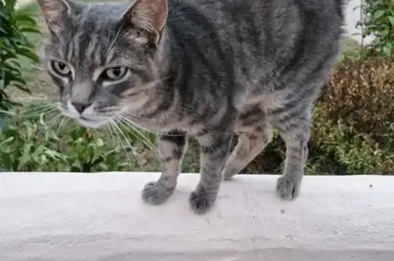 Animaux trouvés Challans, photo: Chat trouvé Rue Charles Lindbergh, Challans