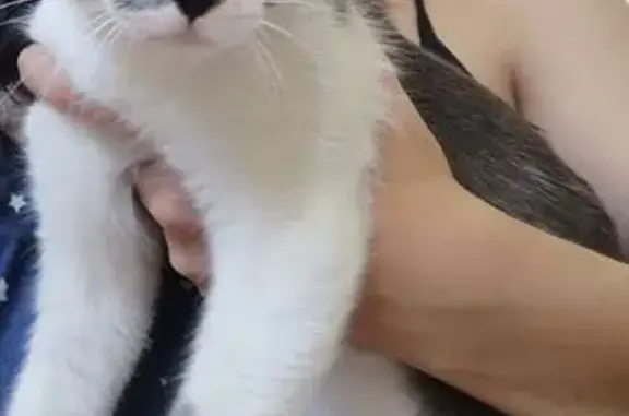 ¿Has visto a mi gata blanca y...