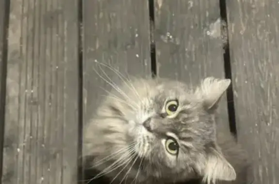Animaux trouvés Amiens, photo: Chatte grise trouvée à Amiens