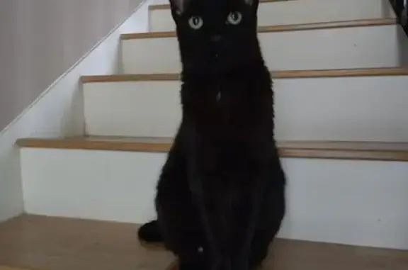Chat perdu, Orsay, photo: Chatte perdue, rue André Maginot, Orsay