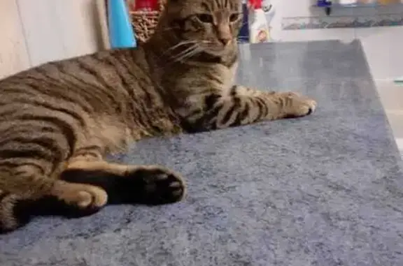 Chat perdu : tigré gris-marron, queue courte - photo