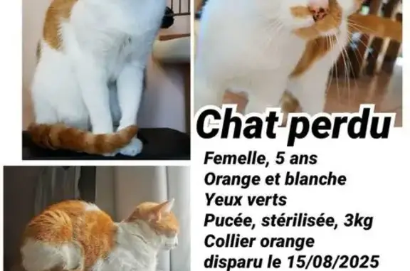 Chat perdu, Orléans, photo: Chatte blanche et orange perdue à Orléans