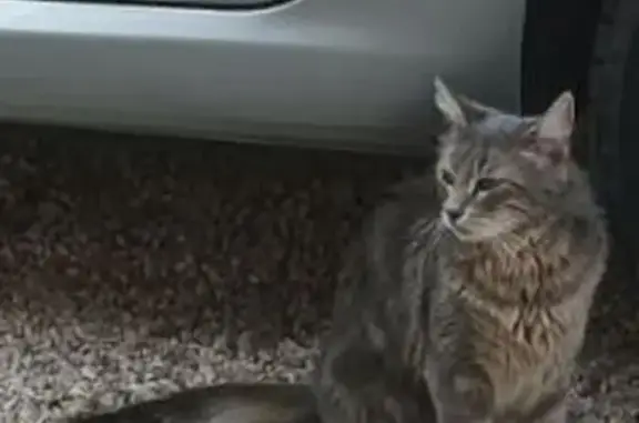 Animaux perdus Péronnas, photo: Chatte grise perdue à Péronnas