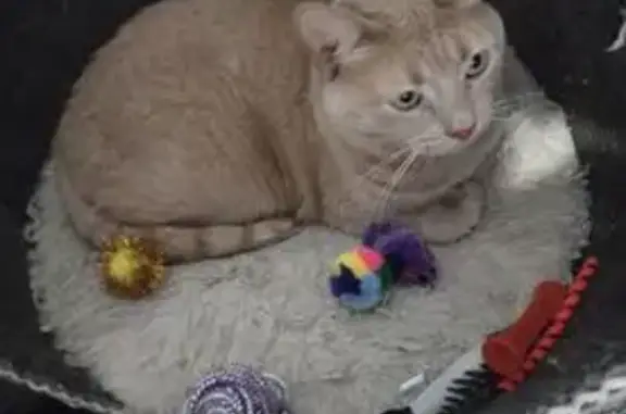 Lost pets Wisconsin Dells, photo: Lost Tan Cat in West Allis - Help Needed!