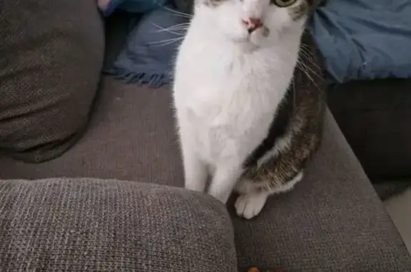 Chat perdu, très craintif, Déville-lès-Rouen - photo