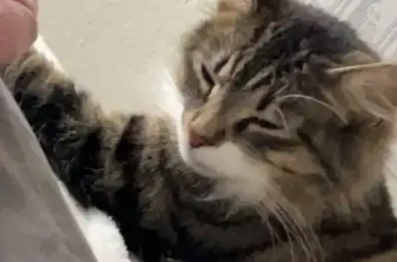Missing cat Huber Heights, photo: Lost Cat: Tan, White & Brown in Huber