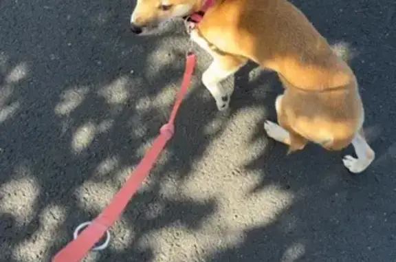 Shiba Inu Perle perdue à Montgeol - photo