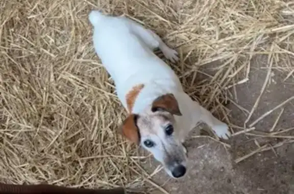 Animaux trouvés , photo: Chienne âgée trouvée à La Hague