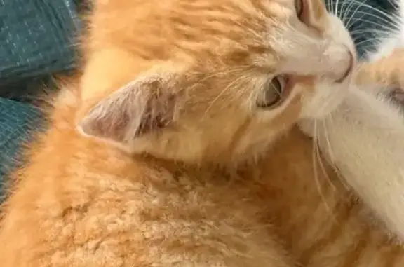 Friendly Orange Cat Lost in Kentucky