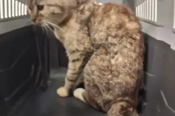 Animaux trouvés , photo: Chatte trouvée jeune, non pucée, Occitanie