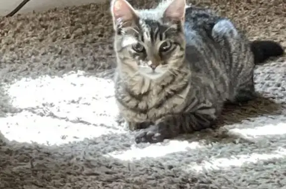 Lost and found pets Bar Nunn, photo: Lost Tabby Cat: Brown, Shy, Inca Trail