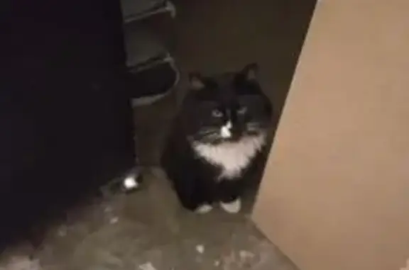 ¡Gato Perdido! Tuxedo en Tabal...