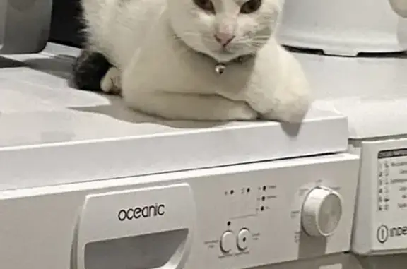 Chat perdu, Pithiviers, photo: Chat perdu : Guizmo, blanc avec taches noires