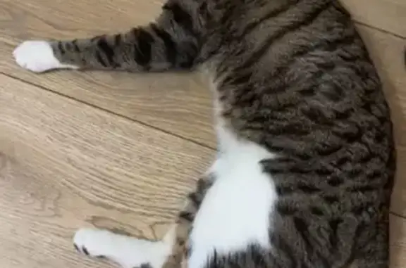 Chat perdu à Mulhouse : Ragnar, tigré brun/gris - photo