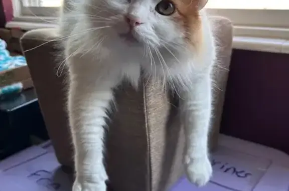 Lost and found pets South Weber, photo: Lost Cat: Help Find Cheeto in S. Weber!
