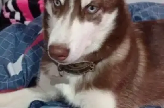 Búsqueda de mascotas, foto: Husky Perdido: Mino, Pelaje Café y Blanco