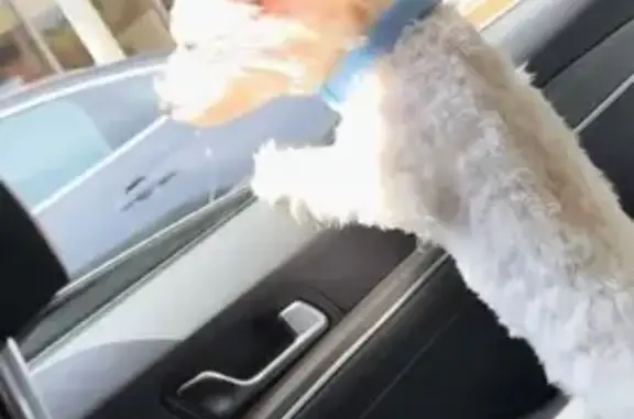 Missing dog Columbia, photo: Lost Maltipoo: Small, White & Brown, Columbia