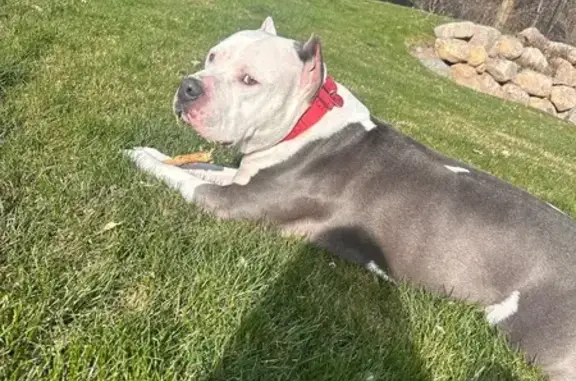 Lost and found pets Springville, photo: Lost Dog: Gray Coat, Red Collar, Springville