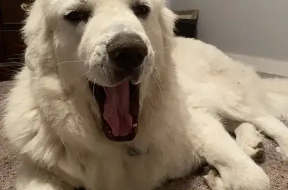 Missing White Great Pyrenees in San Antonio