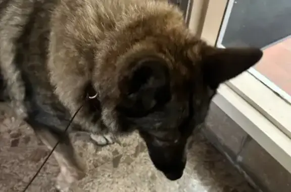 Lost and found pets , photo: Found: Sweet German Shepherd on Bay 44th