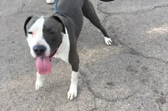 Found dog Tucson, photo: Friendly Grey & White Pit Bull Found in Tucson