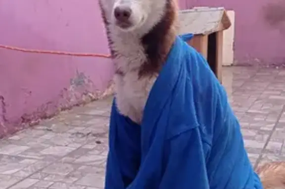 Búsqueda de mascotas, foto: Husky Perdido: Mino, Café Rojizo y Blanco