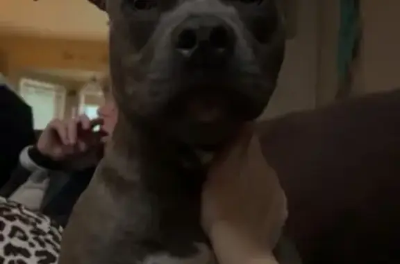Missing dog Texico, photo: Lost Brindle Staffordshire in Texico