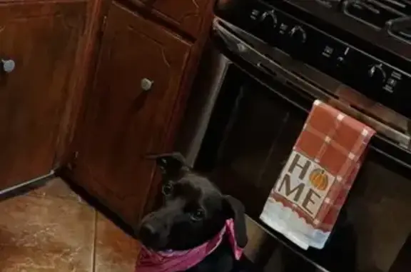 Lost Friendly Black Lab Mix in Sherwood