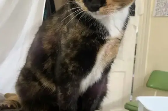 Lost and found pets Denver, photo: Help Find Neo: Friendly Calico Missing